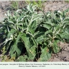 melitaea didyma hostplant